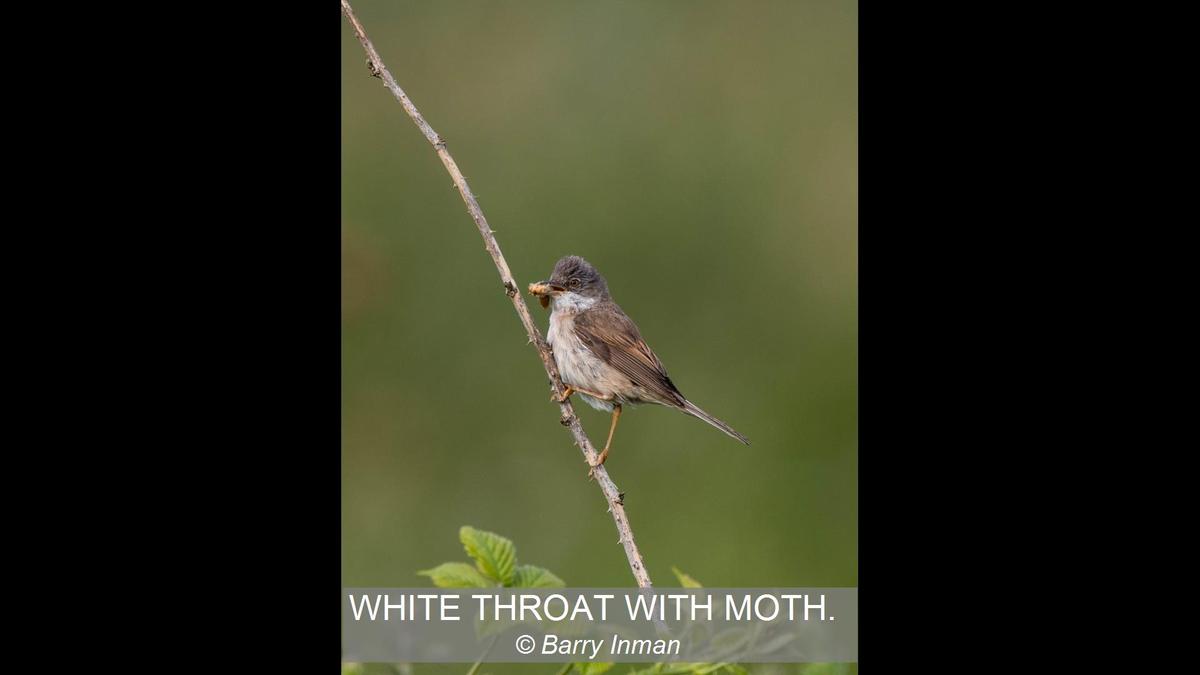 WHITE THROAT WITH MOTH.